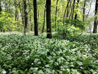 Forest plant - white flowers of bear's garlic - wild garlic - Allium ursinum, sharp spicy taste of leek, belongs to the Amaryllidaceae family