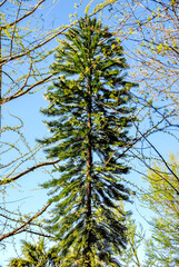 Wollemia nobilis in Trauttmannsdorf famous alpin botanical garden in Meran (Merano) in South Tyrol, Alto Adige, Südtirol, Italy, Europe. In Adige Valley, Etschtal