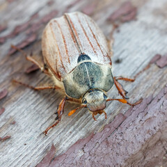 Close-up a cockchafer beetle on wooden board.