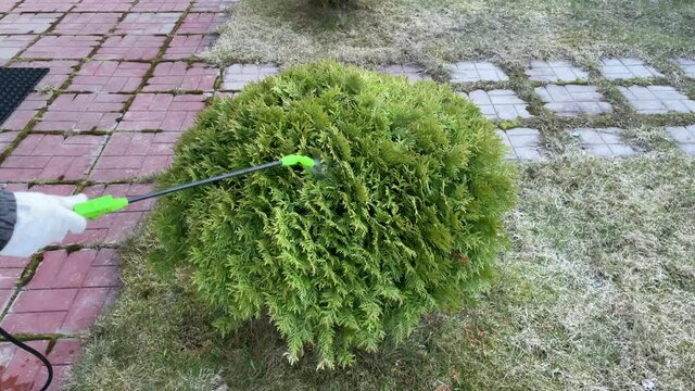 spraying plants with insecticides from pests in the spring. care of thuja in the garden.