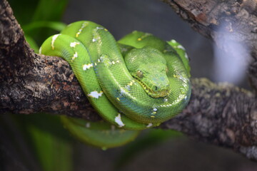 Green Python