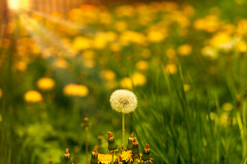 Selective-focus shot of a common dandelion in the field in sunbeams