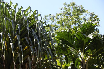 Rainforest trees.Various forms of green leaf crown on a background of blue sky on a summer sunny day.Image of a botanical garden in the tropics