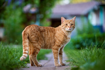 cat in the garden