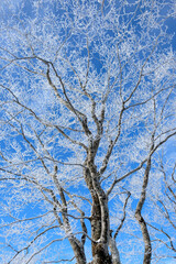 空に伸びる白い花