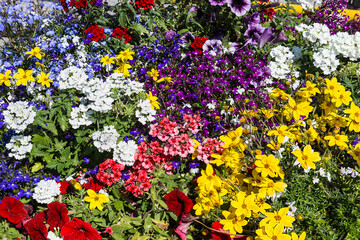 Background of colorful beautiful decorative flowers