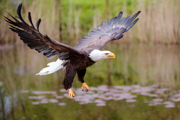 Bald eagle or American eagle (Haliaeetus leucocephalus) flying in the South of the Netherlands