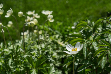 Close-up of blooming white anemones in sunlight. Nature background.