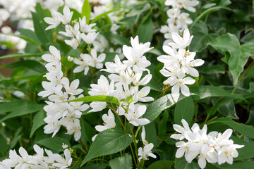 ヒメウツギの花02