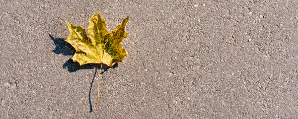 Yellow autumn maple leaf with black shadow on asphalt road