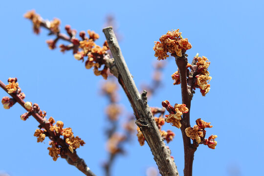 Apricot tree is infected with a fungal disease during flowering. Monilinia fructigena.