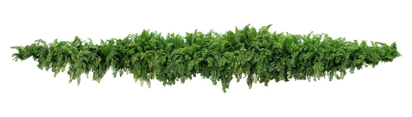 Green leaves tropical foliage plant bush of cascading Fishtail fern or forked giant sword fern (Nephrolepis spp.) the shade garden landscaping shrub plant isolated on white background, clipping path. - obrazy, fototapety, plakaty