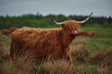 Highland cow with horns