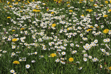 Summer wild flowers background. Field of wildflowers.