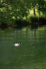 Fototapeta na wymiar Mallard duck swimming in a river on a sunny day. Selective focus.
