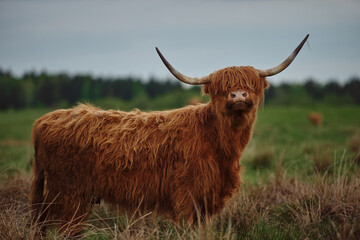Highland cow with horns