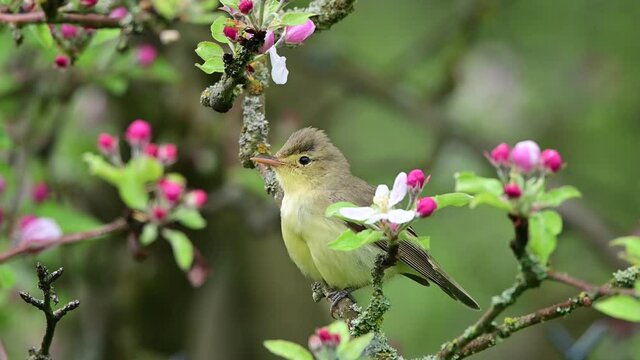 The icterine warbler (Hippolais icterina) is an Old World warbler in the tree warbler genus Hippolais. It breeds in mainland Europe except the southwest, where it is replaced by melodious warbler.