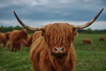 Crédence de cuisine en verre imprimé Highlander écossais Vache Highland avec des cornes