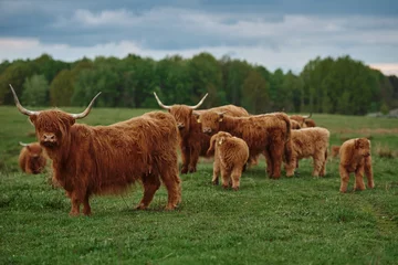 Crédence de cuisine en verre imprimé Highlander écossais Highland cattle herd with calves