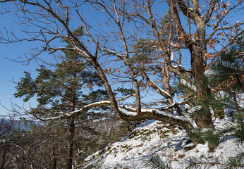 Stunning beautiful winter forest. The wildest white snow in the Vosges mountains.