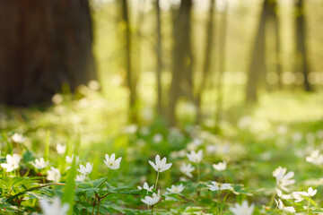 Green spring forest with glades of white primroses anemones. 