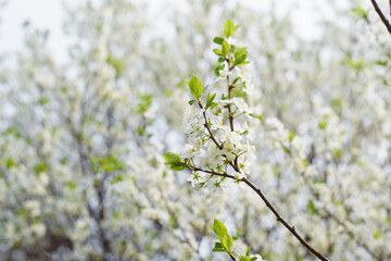 Blooming cherry tree outside on a bright spring day. White, small flowers on a branch close-up. Floral background, spring time. Selective soft focus