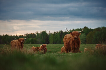 Highland cattle herd with calves