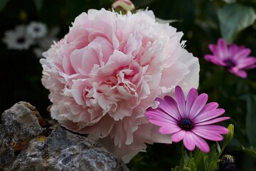 pink peony flower