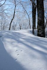 森の住人の足跡