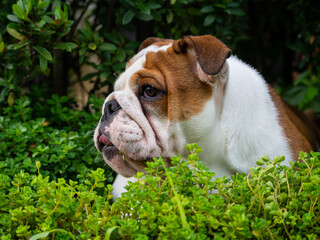 close up cute brown female English bulldog puppies playing outdoors
