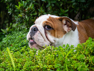 close up cute brown female English bulldog puppies playing outdoors