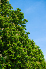 blooming chestnut large trees with brown flowering chestnuts with green foliage very beautiful