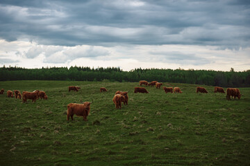 Highland cattle herd with calves. Cow landscape
