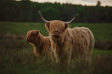 Highland cow mother and calf. Brown Highland Cow In A Field. Cow with horns