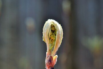 Unfolding young leaves of a plant 