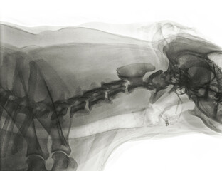 Digital X-ray of the sideview of the neck of a dog with normal cervical vertebrae. The light strip under the vertebrae is the trachea. Left is the shoulder and right the skull. Isolated on white © Henk Vrieselaar
