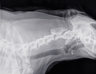 Digital X-ray of the side of the neck of a dog with normal cervical vertebrae. The dark strip under...
