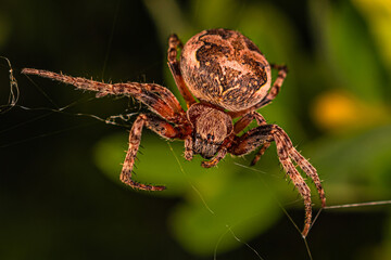 паук на паутине