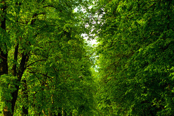 Fototapeta na wymiar green leaves on trees in between and between the road country dirt trees with greenery and grass