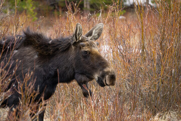 moose in the woods