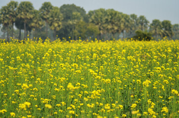 Indian Village landscape, field with mustard flower