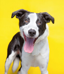 studio shot of a cute dog on an isolated background