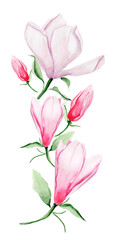 Floral arrangement for frames and borders watercolor magnolia. Template for decorating designs and illustrations.