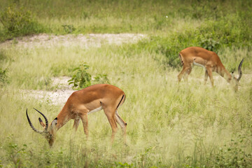 Closeup of Impala image taken on Safari located in the Tarangire, National park, Tanzania.
