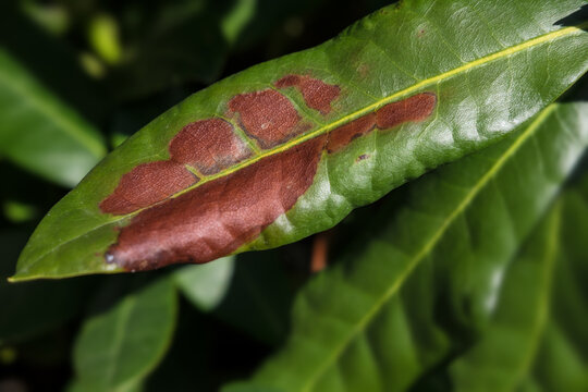 Close-up of a leaf of rhododendron with brown spots caused by fungal diseases 