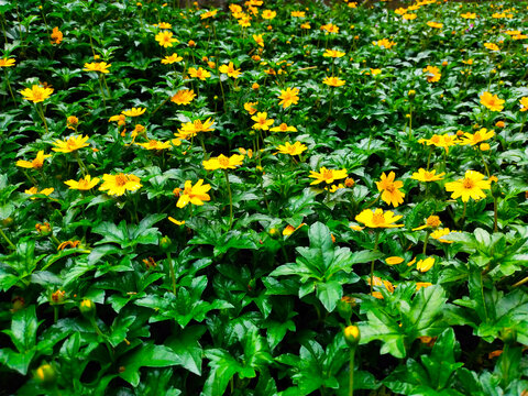 yellow flowers in the garden, wedelia Flowers Plants 