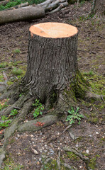 Tree rings on a freshly cut tree stump, portrait orientation
