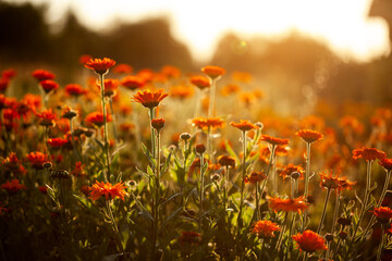 Natural summer background orange field flowers in the morning sun rays with soft blurred focus