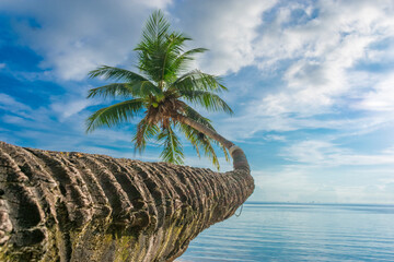 palm tree on the beach