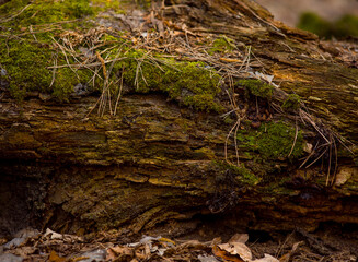 trees with moss close-up photographed with details in the forest